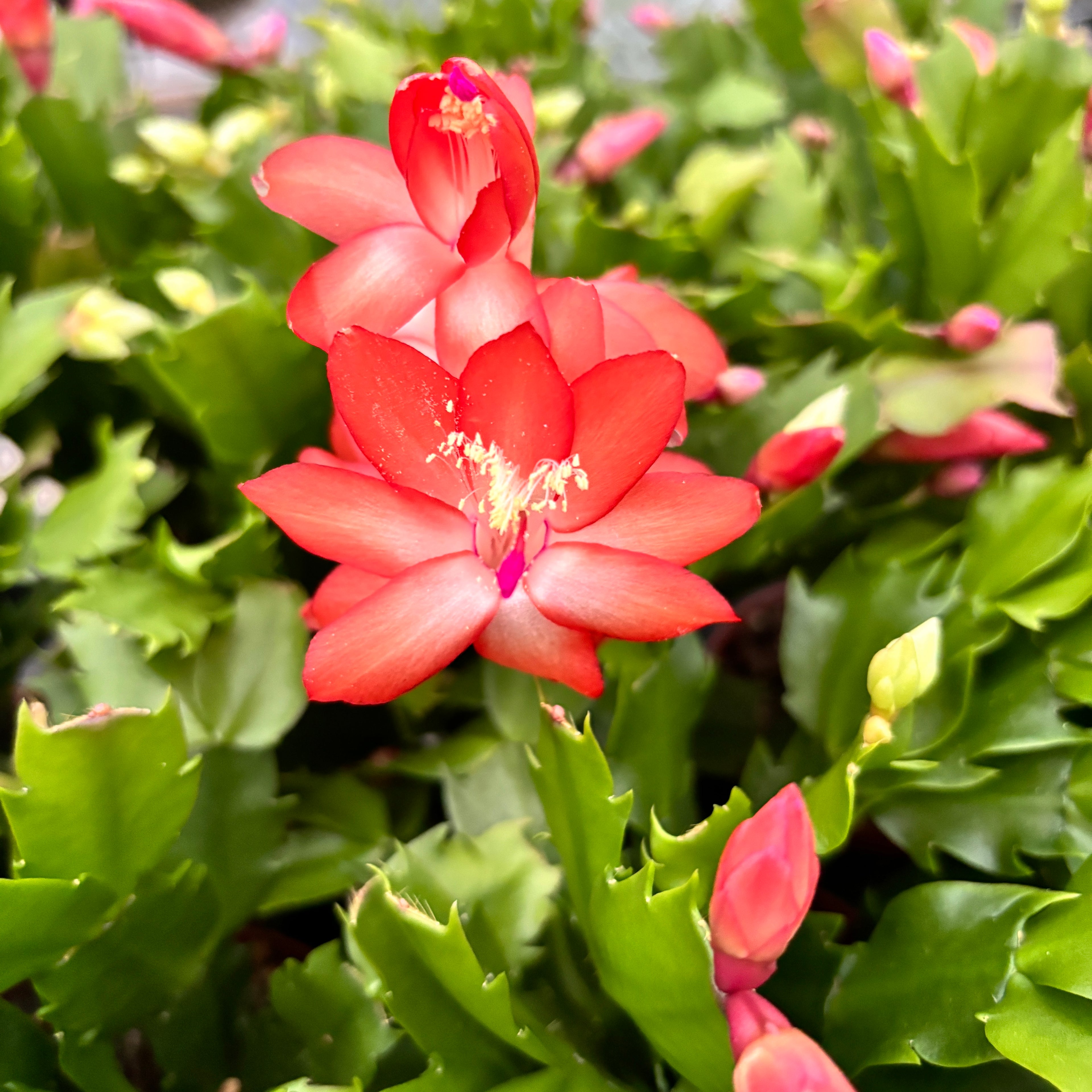 Schlumbergera “ Duo Flame” 2 culori/ghiveci (Craciunita)