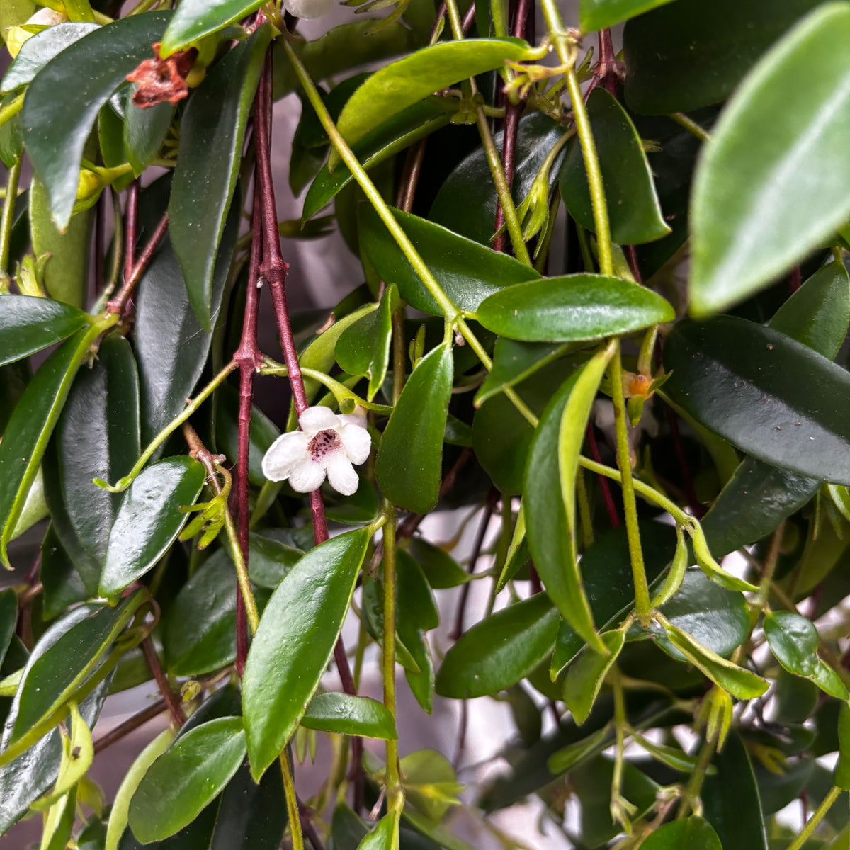 Codonanthe gracilis - Trailing plant with glossy leaves and white flowers