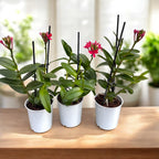 Epidendrum radicans 'Red'