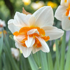 Doppelblütige Narzissenzwiebeln - Narcissus Peach Swirl