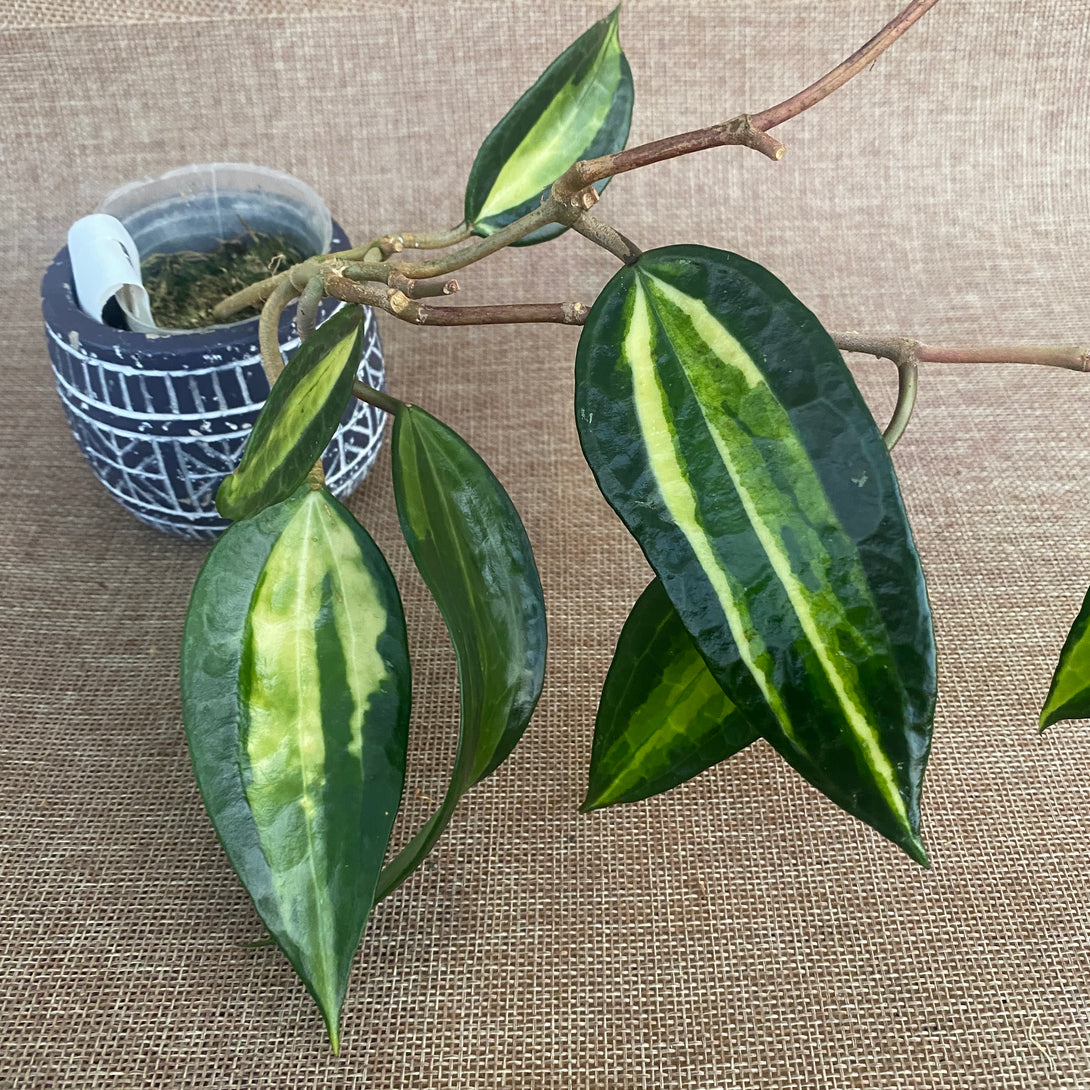 Hoya macrophylla 'Pot of Gold' (Variegata)\