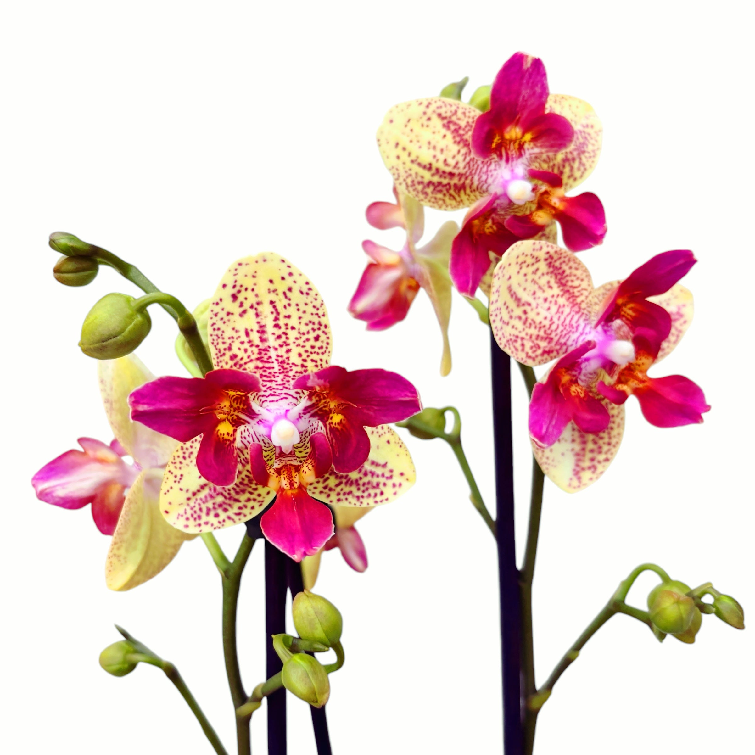 Phalaenopsis Chi-Yueh Kaleidoscope 3518 (Pelorický)