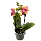 Phalaenopsis Summersong D9
