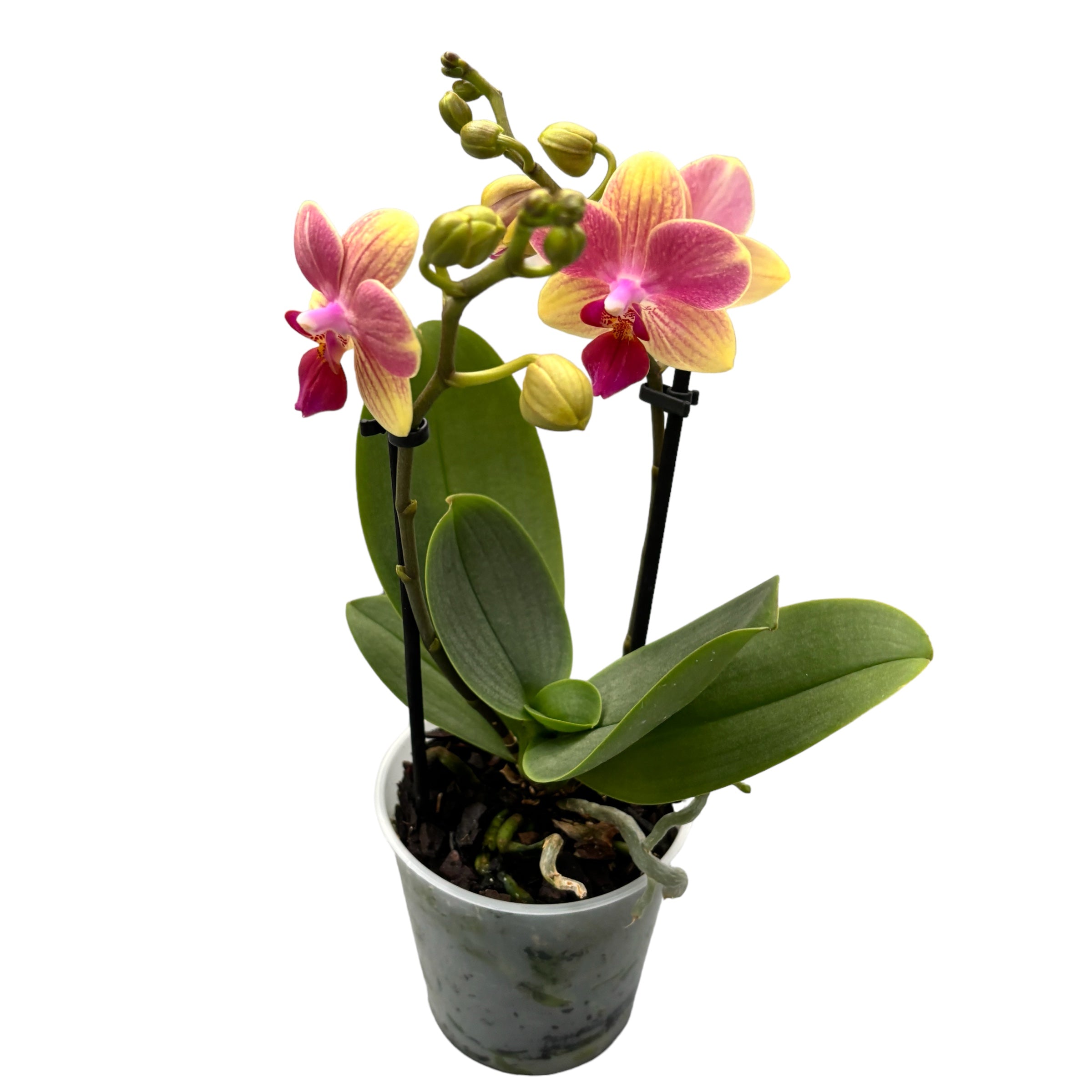 Phalaenopsis Summersong D9