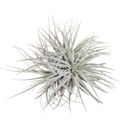 Tillandsia Super Silver 'csomók' 3 db – Secret Garden Plant Shop