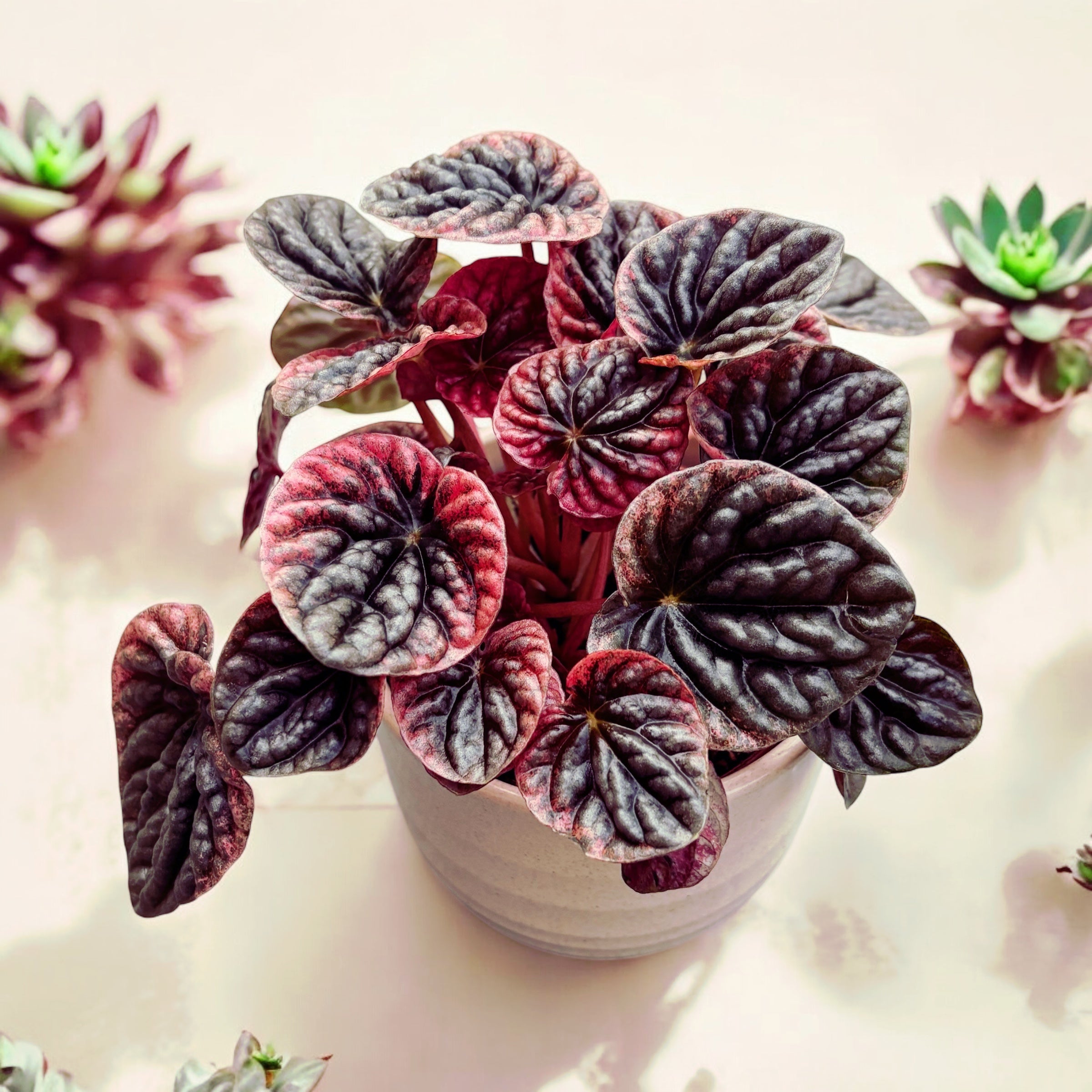 Peperomia caperata 'Abricos'