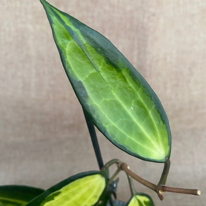 Hoya macrophylla 'Pot of Gold' (Variegata)