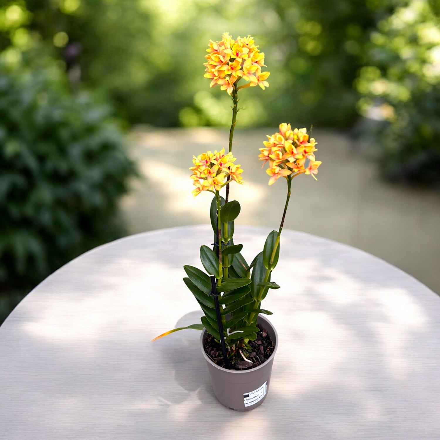 Epidendrum radicans ‘Apricot Glow’