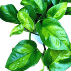 Epipremnum pinnatum 'Global Green' - exemplare XL