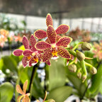 Phalaenopsis Bronze Maiden (schilleriana × mannii 'Black')