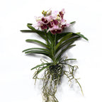 Vanda Sanderiana (Ansu)
