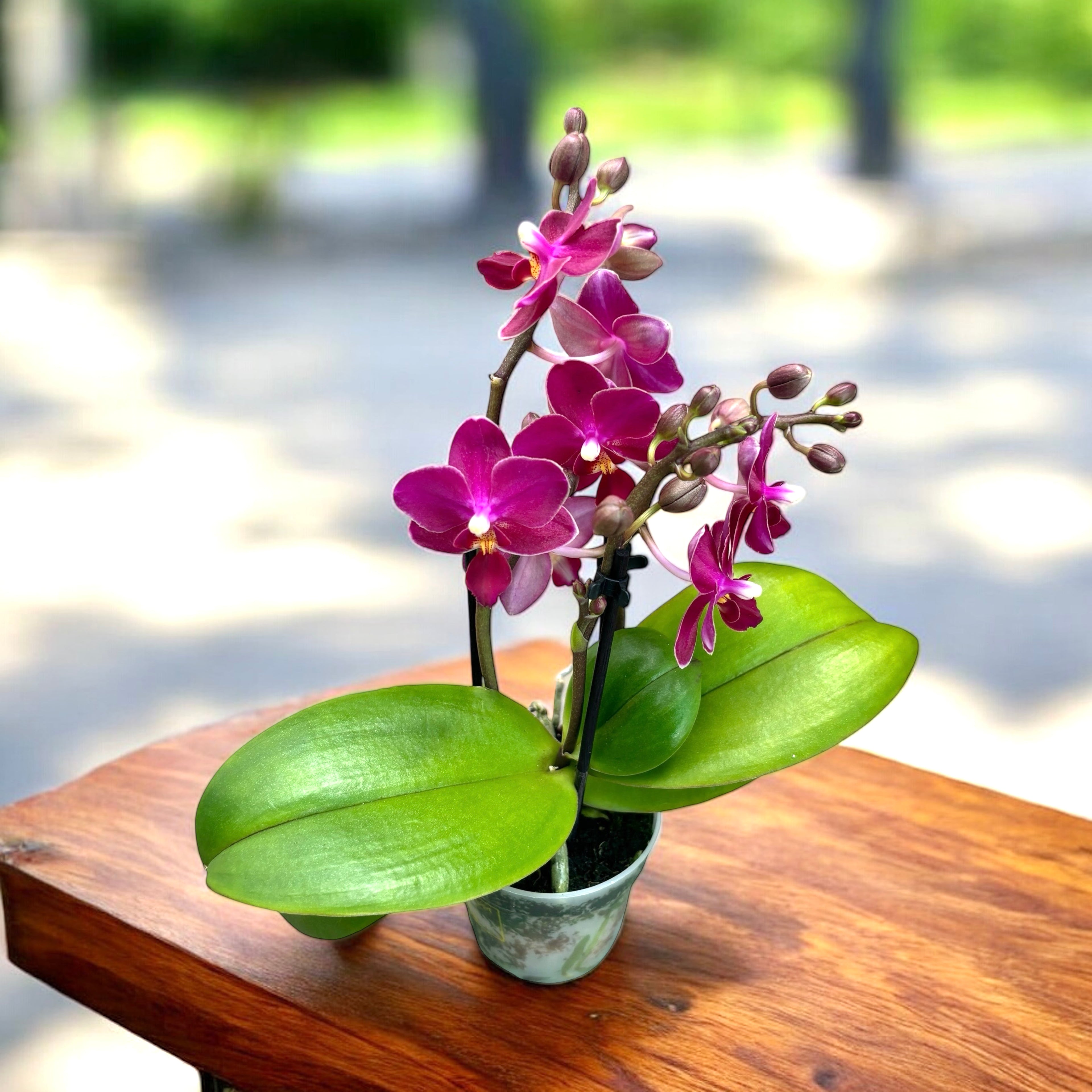 Phalaenopsis Aromio Fruity (Sogo Perfume) - flori intens parfumate