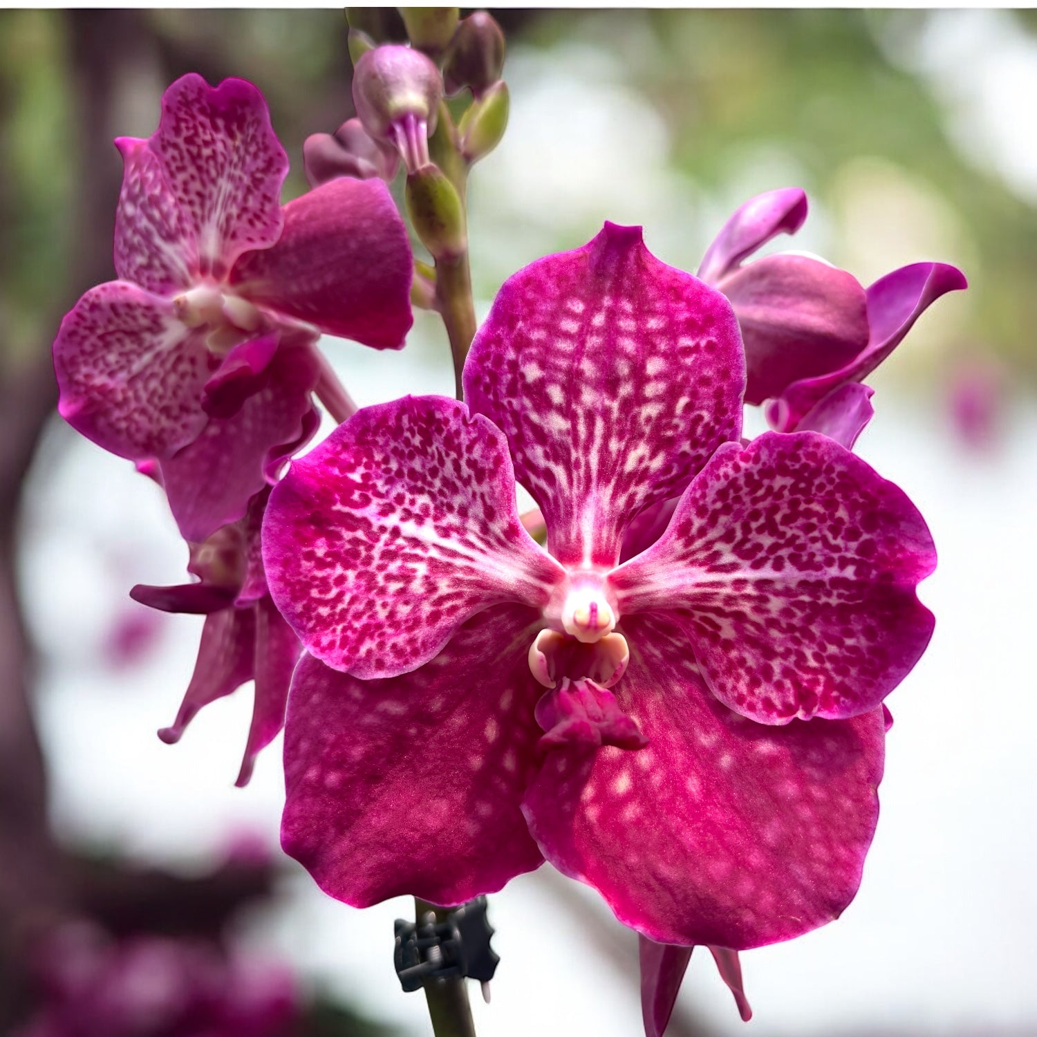 Vanda 'Burgundy' (Ansu) - XL-kukat