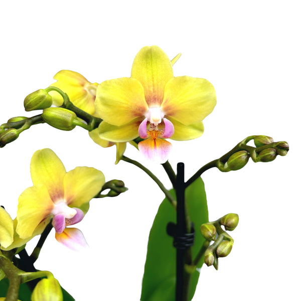 Phalaenopsis Yellow Sun D9