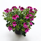 Moskitoabweisende Geranien - Pelargonium ‘Angel Perfume Jet’