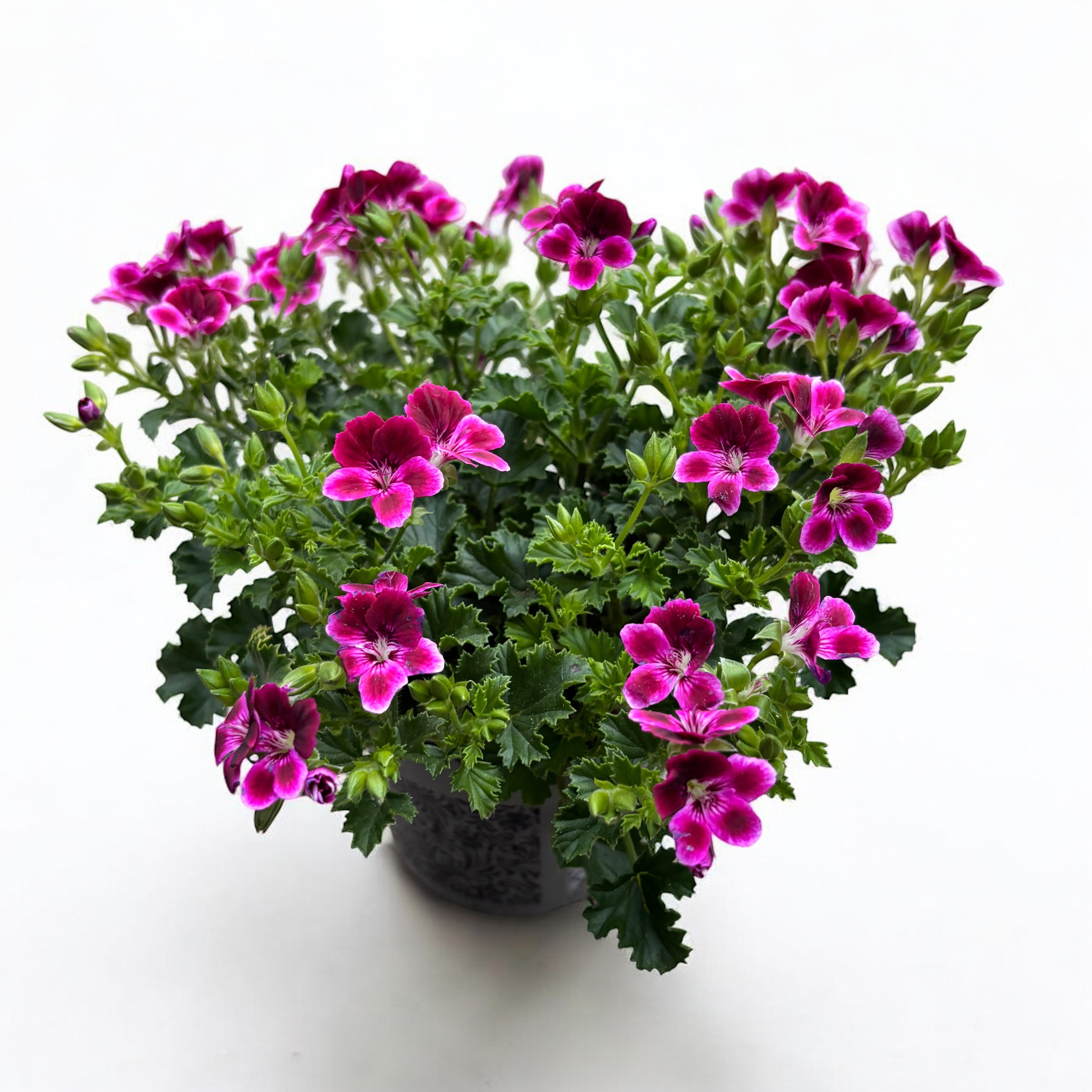 Muscate antitantari - Pelargonium ‘Angel Perfume Jet’