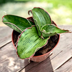 Sansevieria 'As Silk'