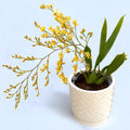Oncidium Twinkle 'Fragrance Fantasy' - pachnące białe kwiaty