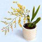 Oncidium Twinkle 'Fragrance Fantasy' - pachnące białe kwiaty