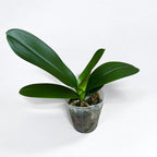 Phalaenopsis King Car French Kiss (Big Lip)