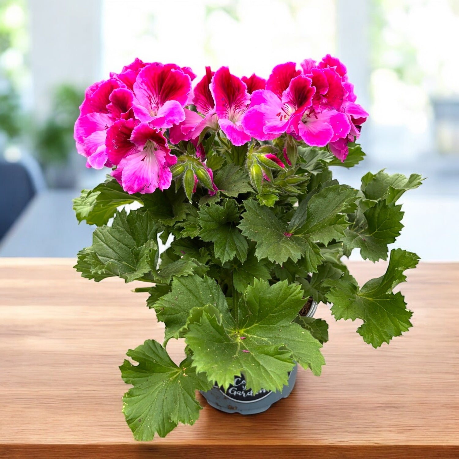 Pelargonium Grandiflorum ‘Elegance Jolenta’
