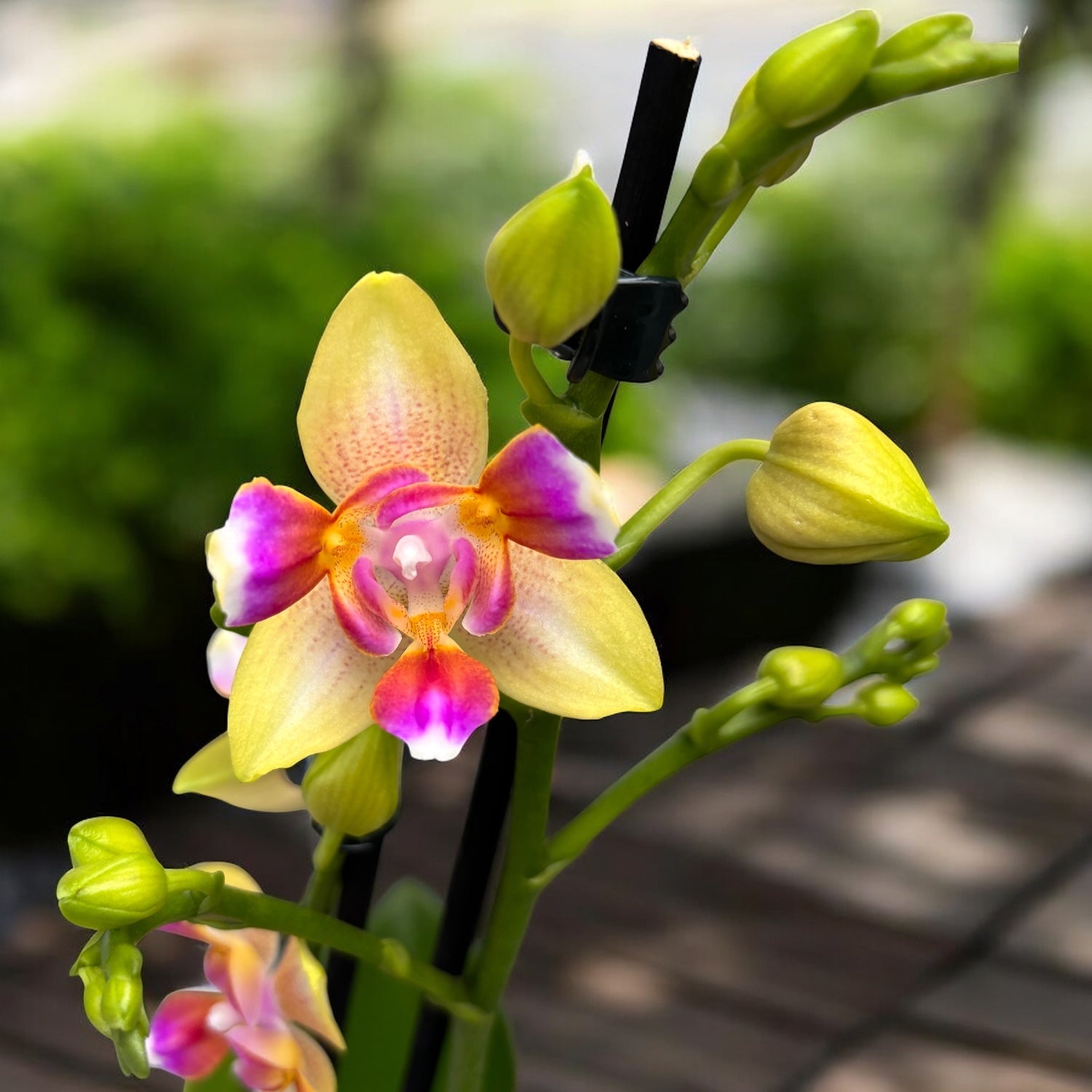 Phalaenopsis I-Hsin Venus peloric - flori intens parfumate