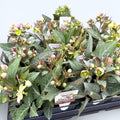 Helleborus lividus mix - spanz de iarna
