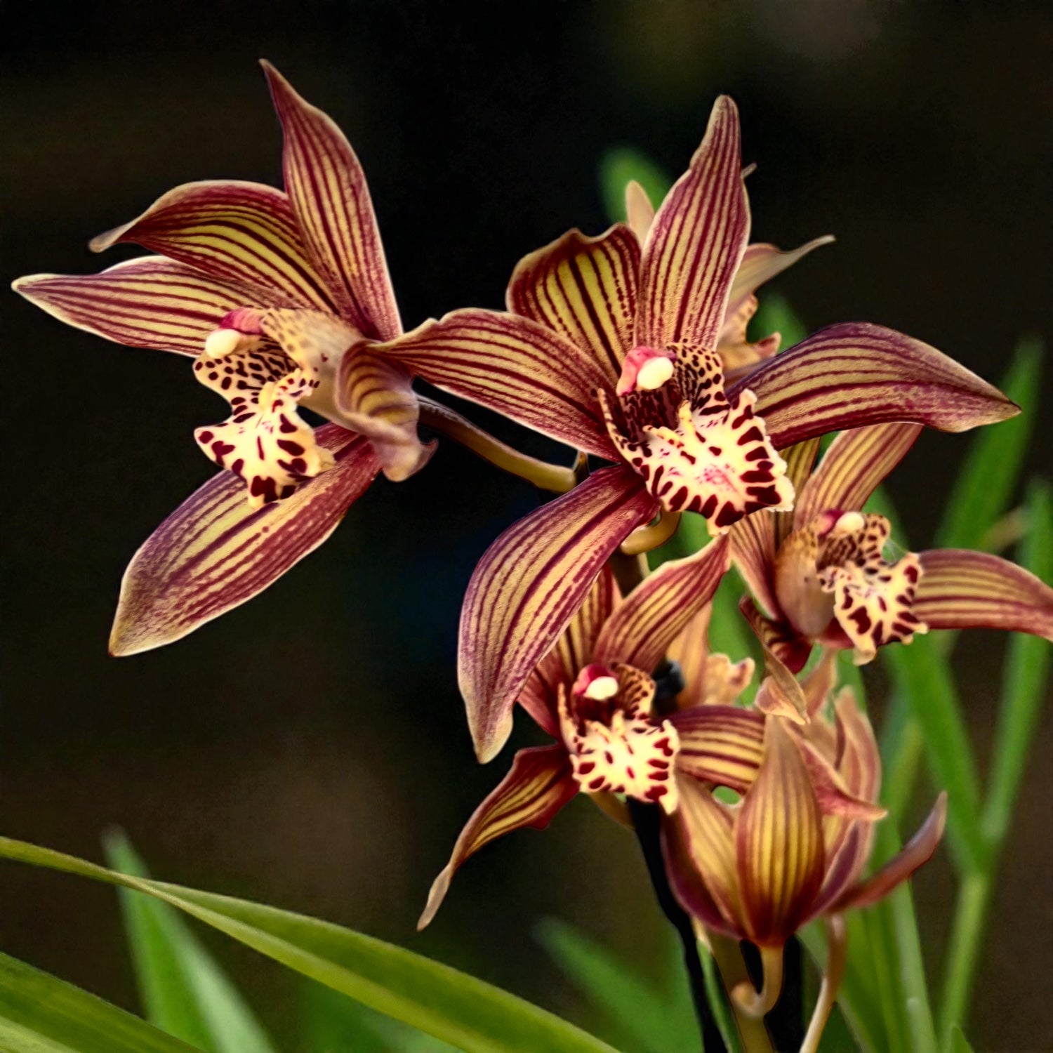 Cymbidium Claire - orhidee de colectie