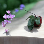 Phalaenopsis schilleriana - flori parfumate