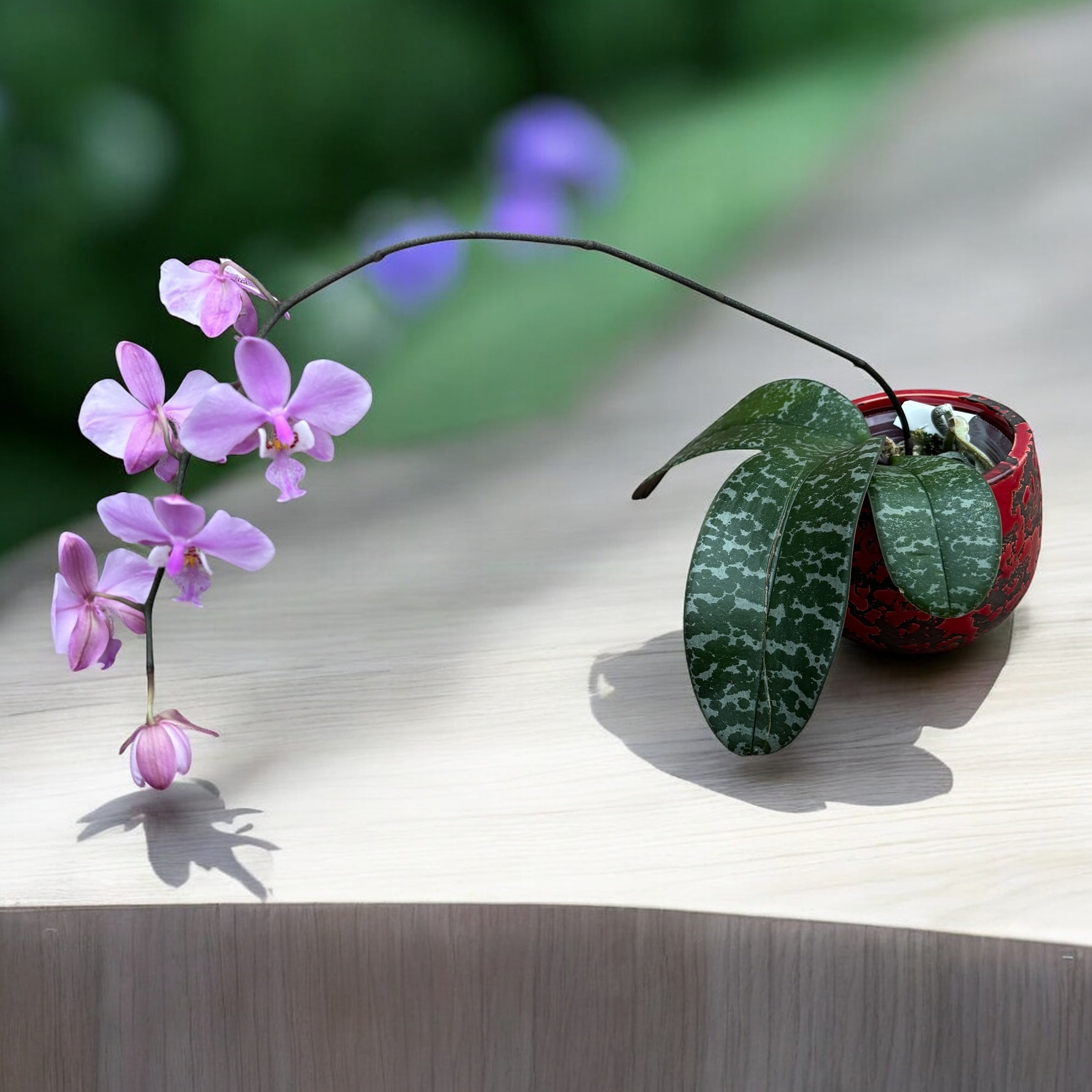 Phalaenopsis schilleriana - flori parfumate