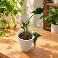 Alocasia 'Triangularis' - Alocasia with narrow, deeply wavy leaves