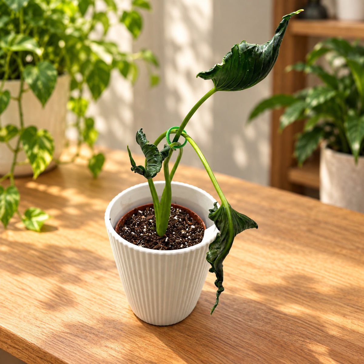 Alocasia 'Triangularis' - Αλοκασία με στενά και έντονα κυματιστά φύλλα