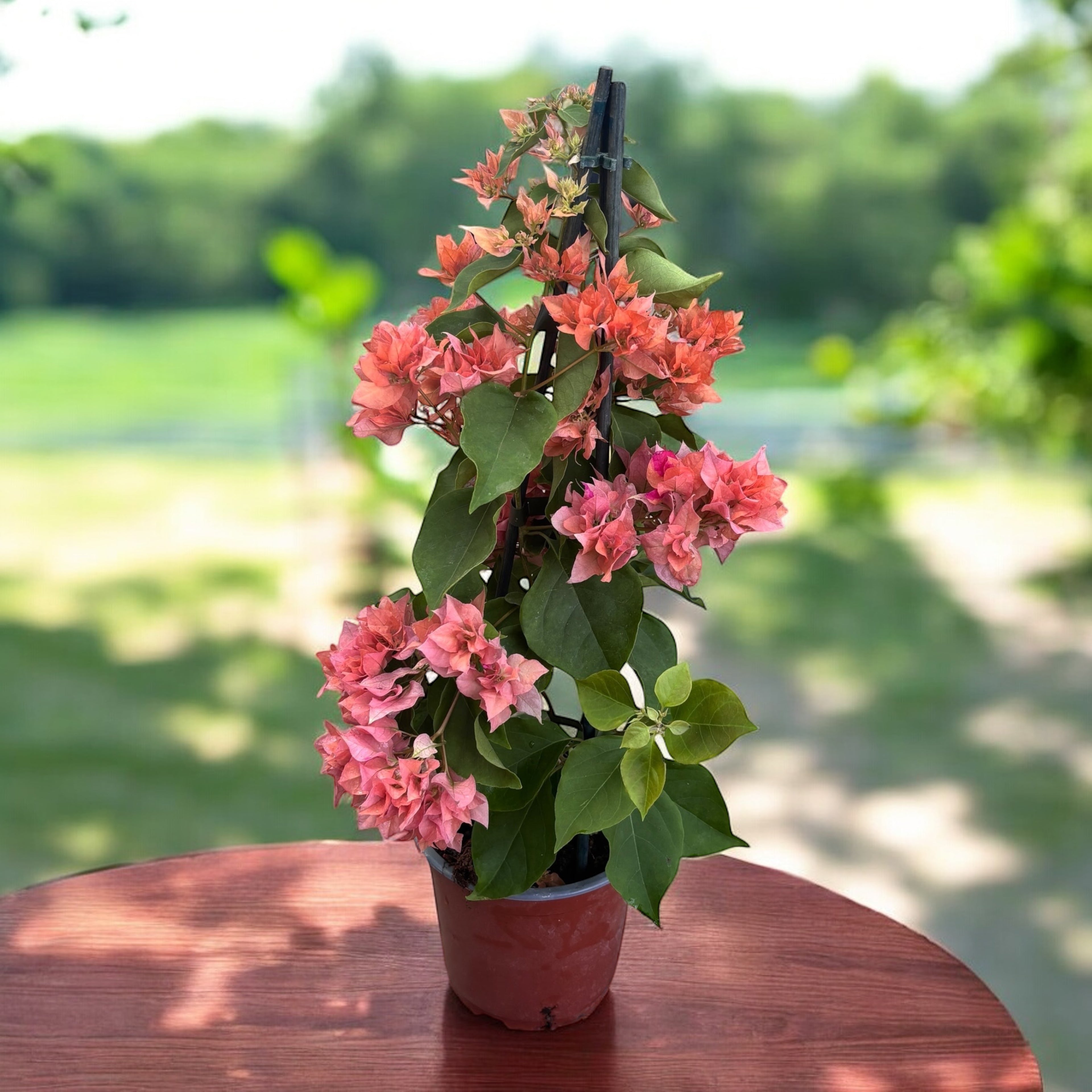 Bougainvillea cu flori duble portocalii - Bougainvillea dobrada 'Orange'
