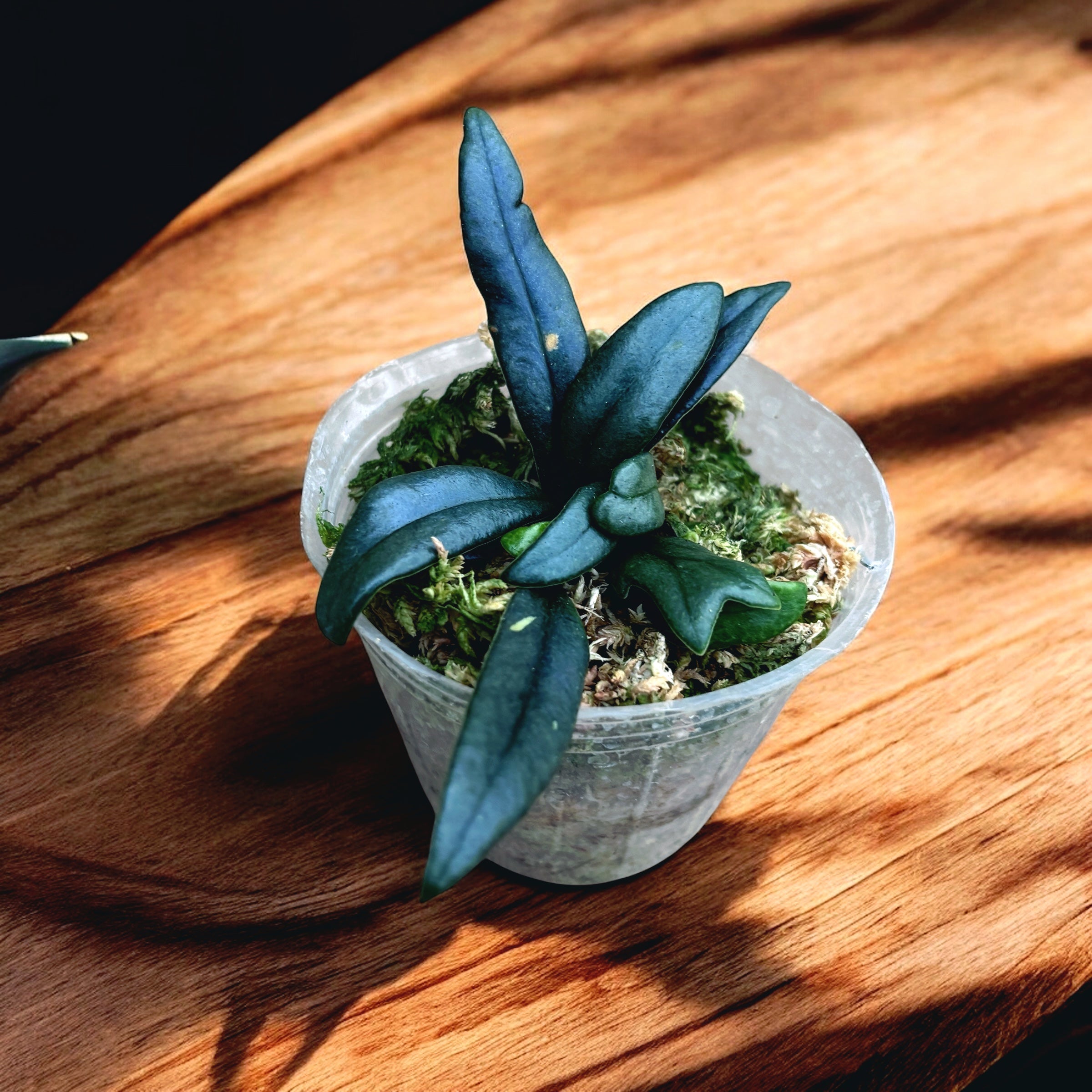 Microsorum thailandicum (Avatar fern)