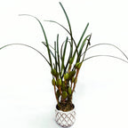 Maxillaria tenuifolia (Coconut Orchid) - very fragrant variety