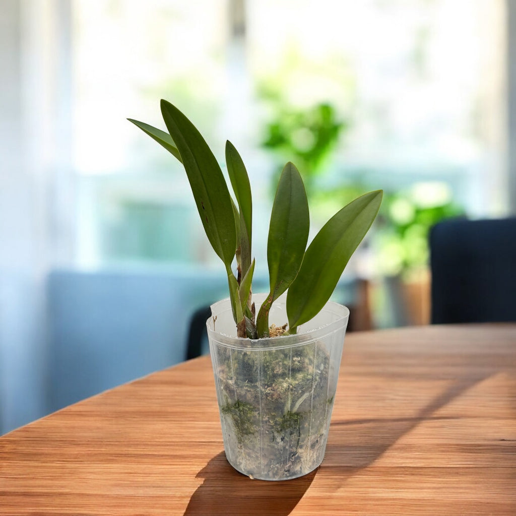 Lc. Santa Barbara Sunset 'ShowTime' HCC/AOS voňavá