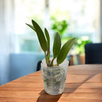 Lc. Santa Barbara Sunset 'ShowTime' HCC/AOS parfumata