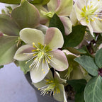 Čemeřice Viv Valeria (Spanz)