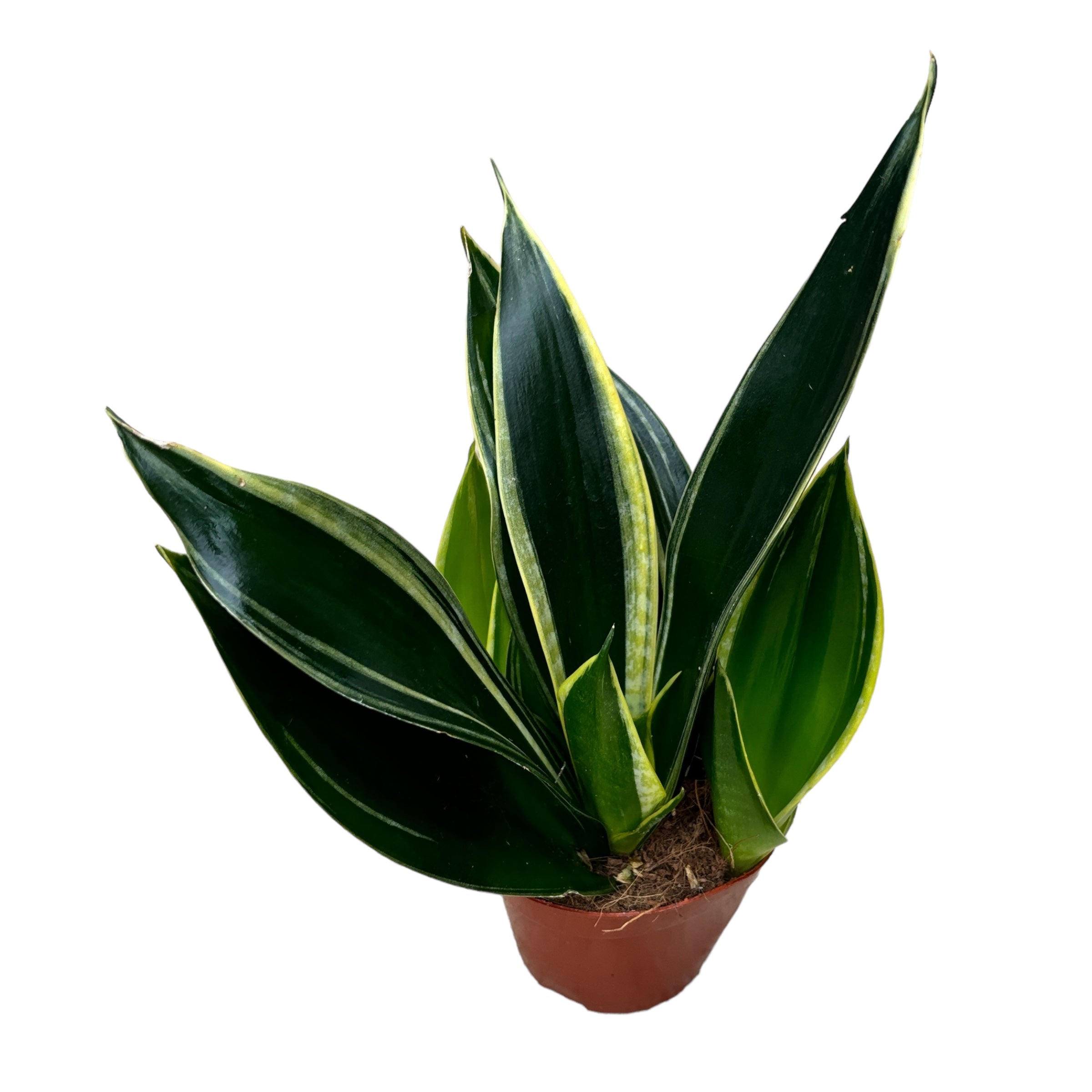 Sansevieria ‘Golden Flame’ D8