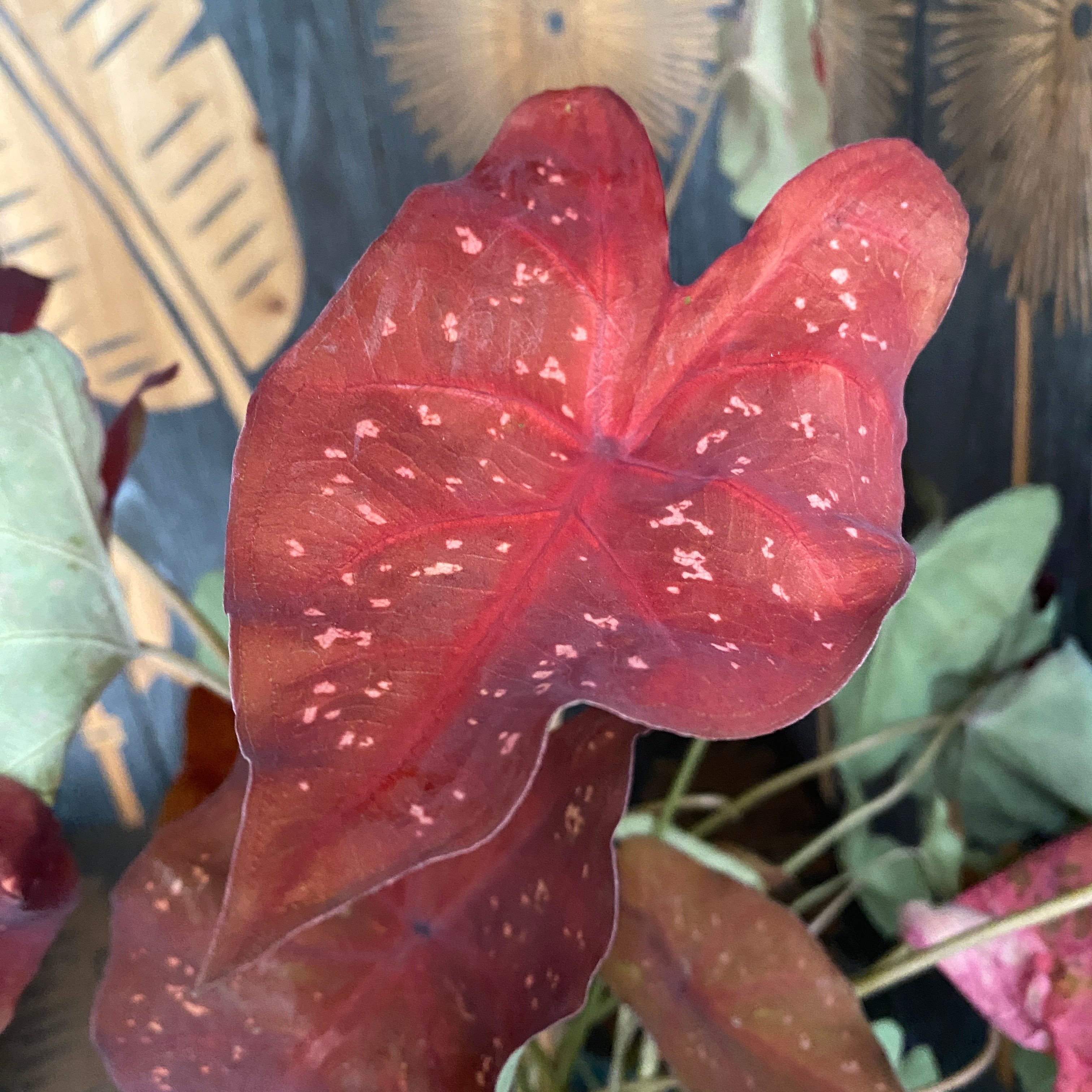 Caladium 'Burning Heart'