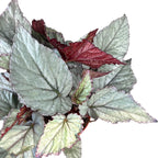 Begonija 'Magic Colours Bolero'