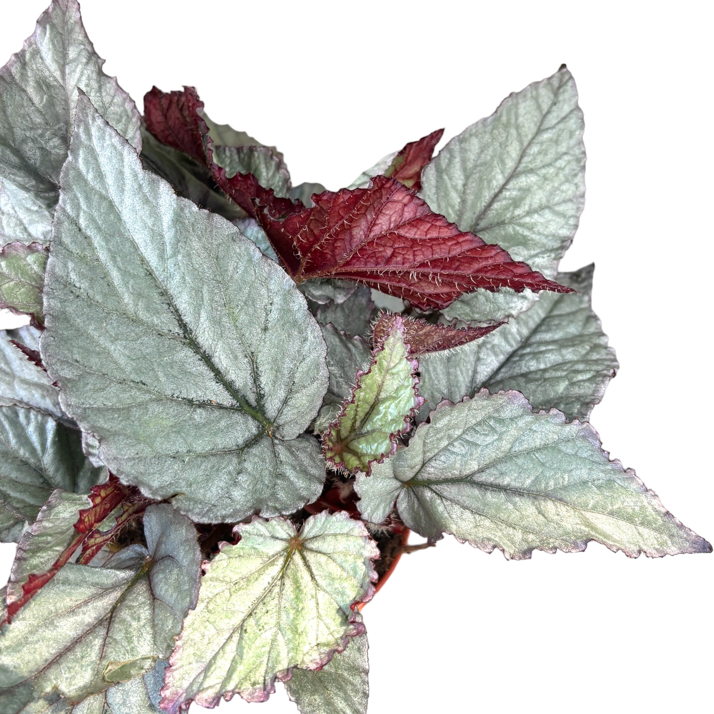 Begonia 'Magic Colours Bolero'