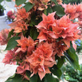 Kaksoiskukkaiset oranssit bougainvilleat - Bougainvillea dobrada 'Orange'