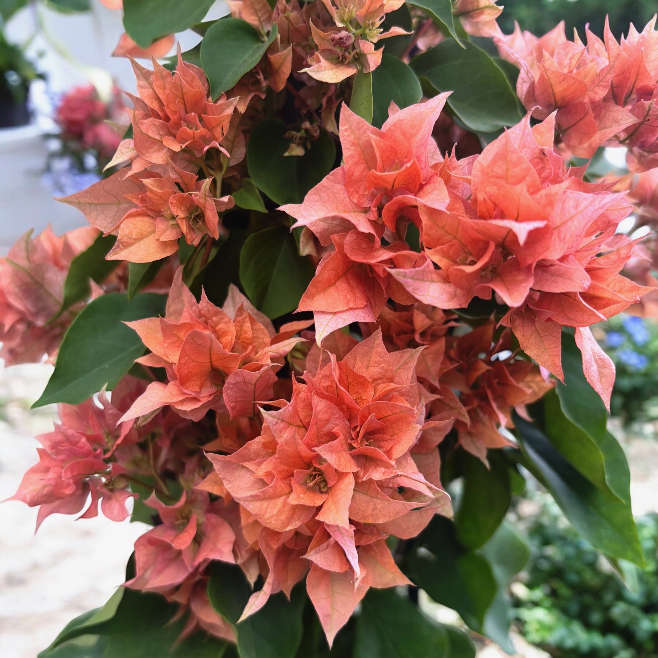 Bougainvillea cu flori duble portocalii - Bougainvillea dobrada 'Orange'