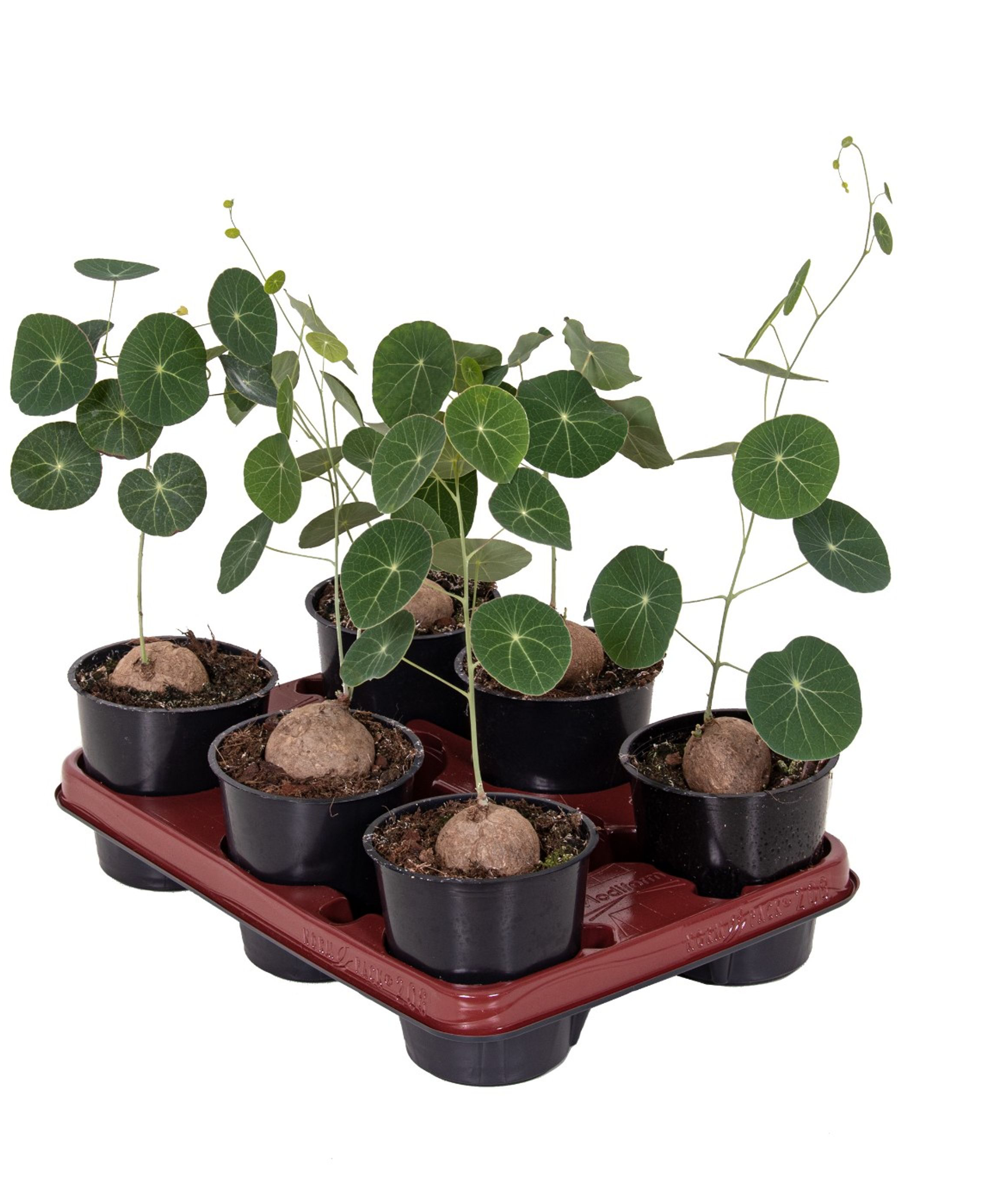 Stephania erecta (Stephania pierrei)