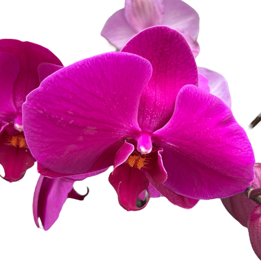 Phalaenopsis Miki Imperial Seal 'MI01' (Florious Purple, Femion) - XXL цвете