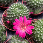 Rebutia Krainziana - cactus globulare con fioritura spettacolare