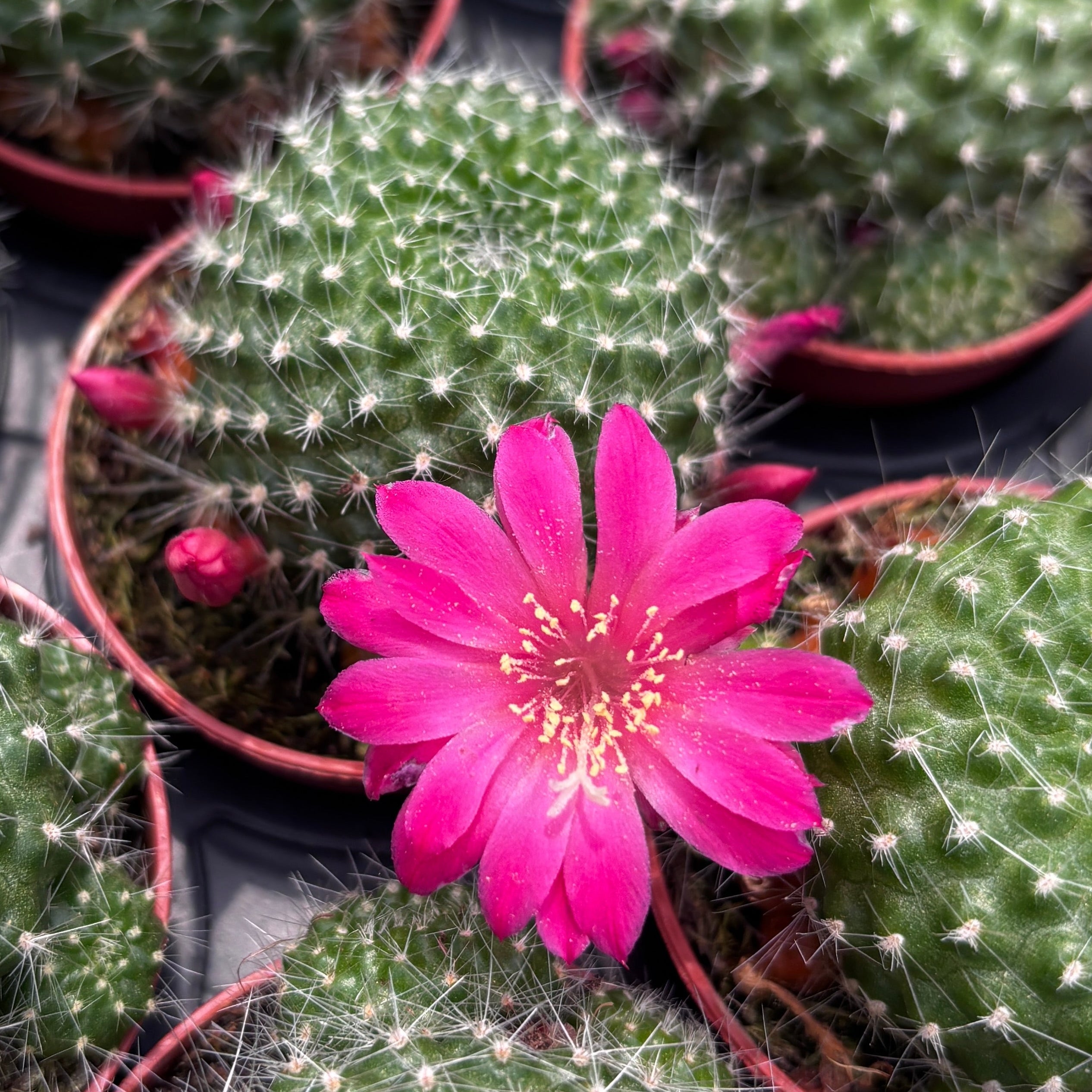 Rebutia Krainziana - kugelförmiger Kaktus mit spektakulärer Blüte