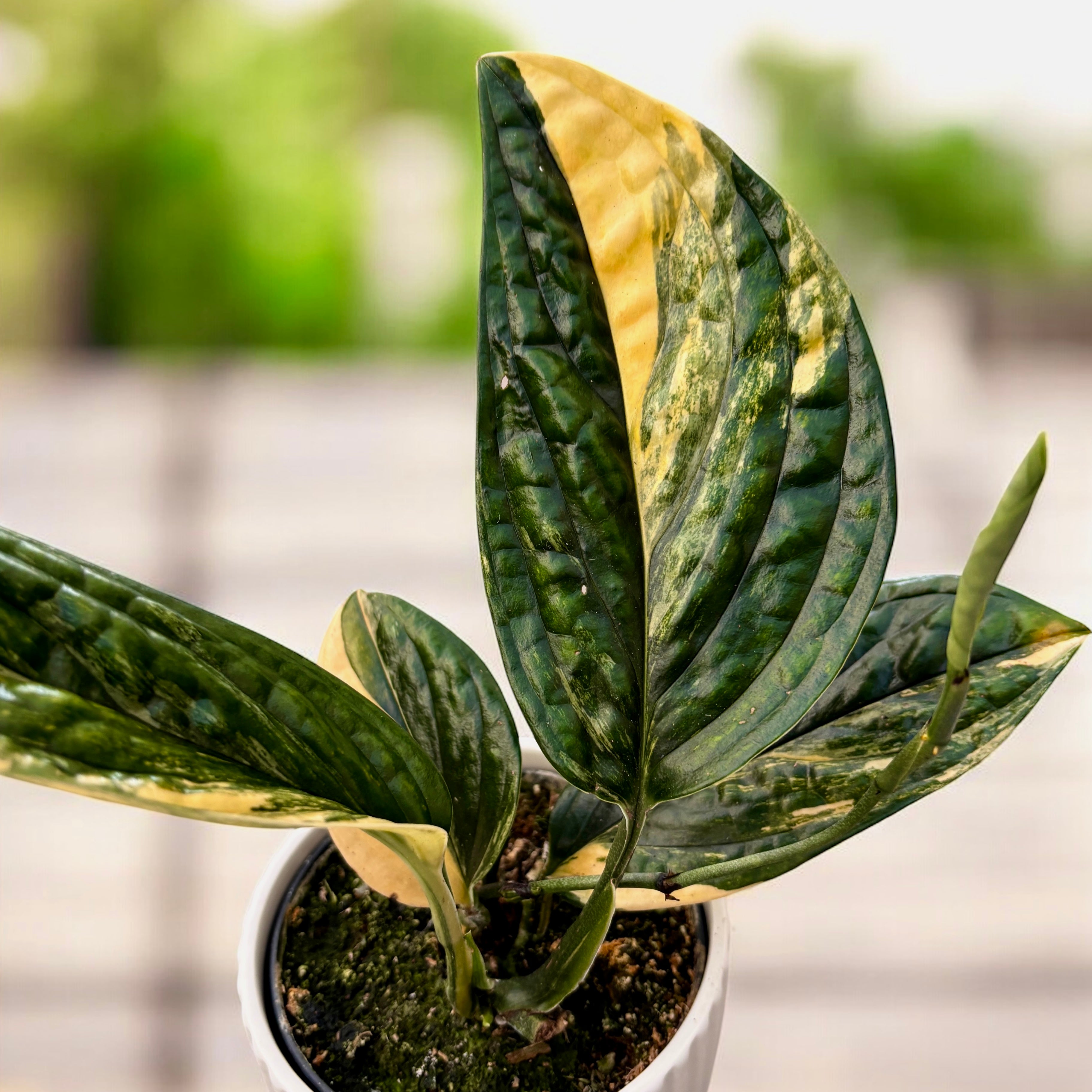 philodendron karstenianum Monstera peru 'Variegata' (Monstera karstenianum) – Secret Garden Plant Shop