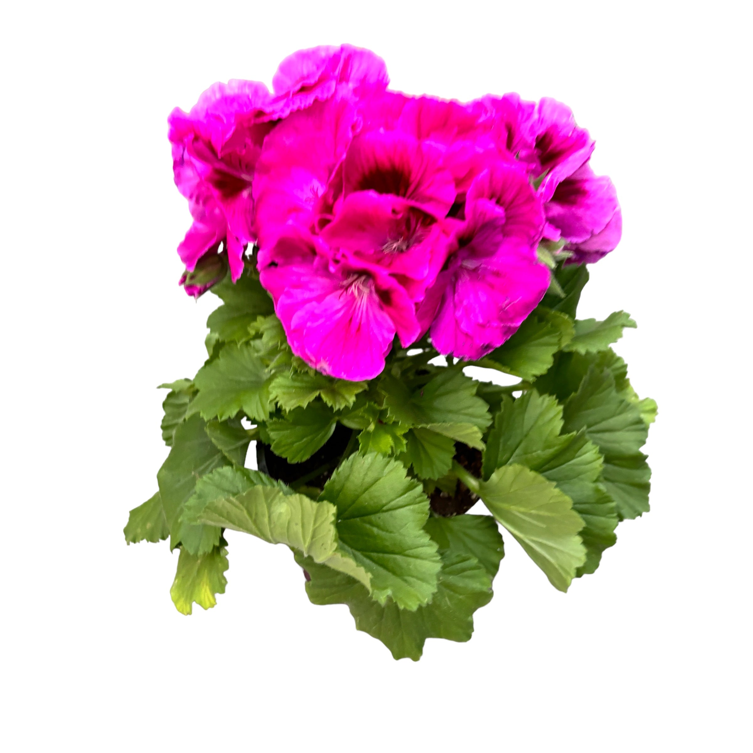 Pelargonium grandiflorum 'Nicolette' (muscate englezesti)